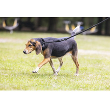 Hund an der Leine auf Rasenfläche