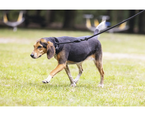 Hund an der Leine auf Rasenfläche