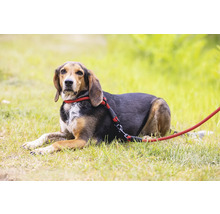 Hund mit roter Leine liegt im Gras
