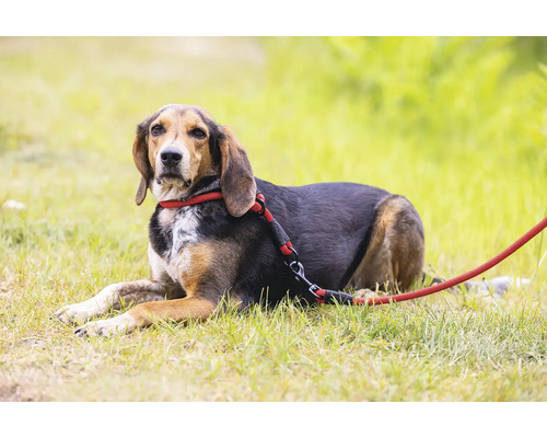 Hund mit roter Leine liegt im Gras