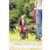 Hund mit Geschirr und Leine im Freien