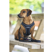Dackel mit Hundegeschirr und Leine der Marke Beeztees