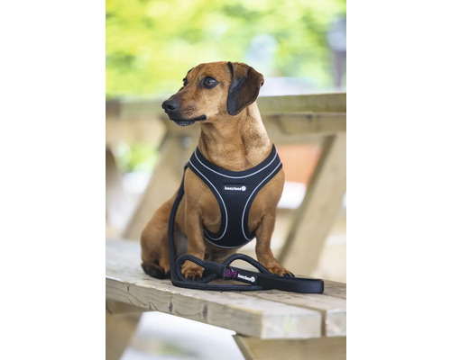 Dackel mit Hundegeschirr und Leine der Marke Beeztees