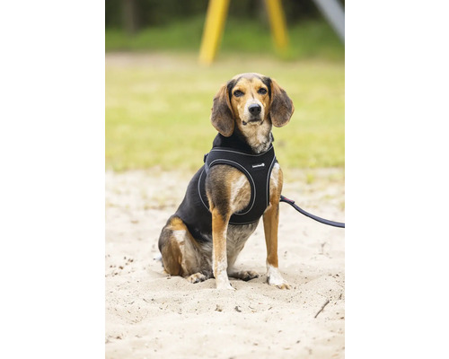 Hund mit Hundegeschirr