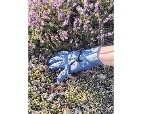Eine blaue Gartenhandschuhhand vor Erika Heidekraut.