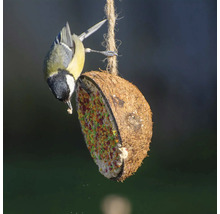 Eine Kohlmeise frisst an einem mit Vogelfutter gefüllten Kokosnussnapf.