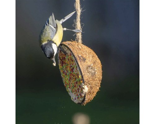 Eine Kohlmeise frisst an einem mit Vogelfutter gefüllten Kokosnussnapf.
