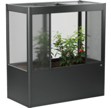 Frühbeet mit Tomatenpflanzen im Inneren