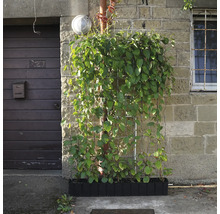 Außenaufnahme einer Kletterpflanze an einer Hauswand mit Rankhilfe