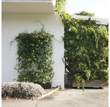 Fassadenbegrünung mit Kletterpflanzen an einem Haus