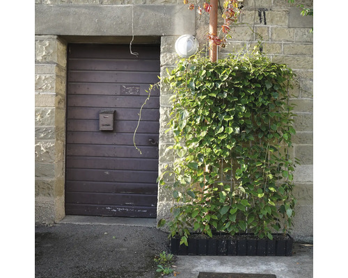 Hauswand mit Holztür, Briefkasten und bepflanzter Kletterhilfe