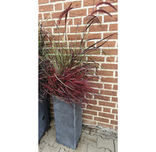 Ziergras im Pflanzgefäß vor einer Backsteinmauer