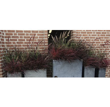 Dekorative Gräser in Pflanzkübeln vor einer Backsteinmauer