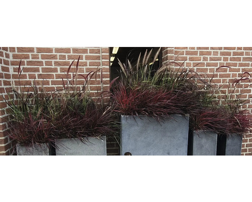 Dekorative Gräser in Pflanzkübeln vor einer Backsteinmauer