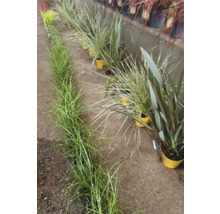 Verschiedene Ziergräser in Töpfen auf dem Boden.