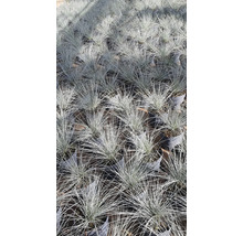 Viele Blauschwingel-Pflanzen in Töpfen