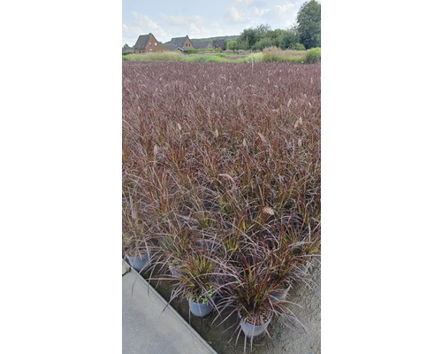 Feld mit Lampenputzergras in Töpfen