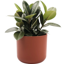 Zimmerpflanze Gummibaum in einem Pflanzgefäß