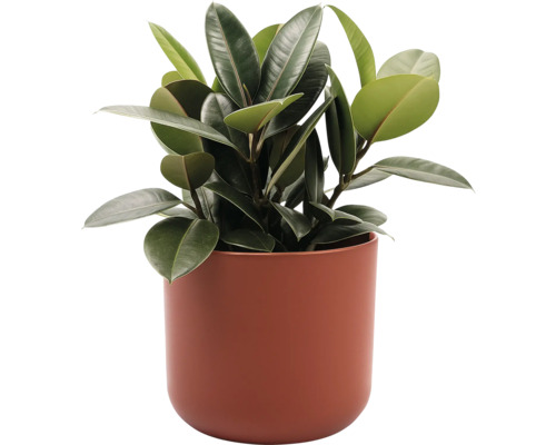 Zimmerpflanze Gummibaum in einem Pflanzgefäß