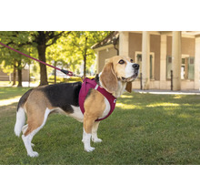 Beagle mit Hunde Geschirr und Leine im Freien