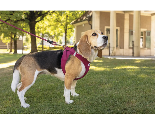 Beagle mit Hunde Geschirr und Leine im Freien