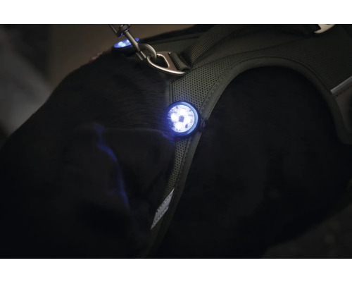 Hundegeschirr mit LED-Licht zur besseren Sichtbarkeit