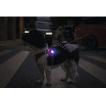 Hund mit Sicherheitsgeschirr auf der Straße, das für Sichtbarkeit sorgt