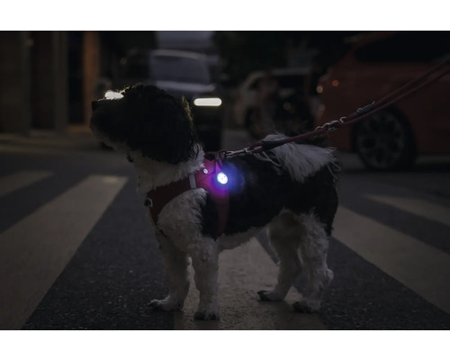 Hund mit Sicherheitsgeschirr auf der Straße, das für Sichtbarkeit sorgt
