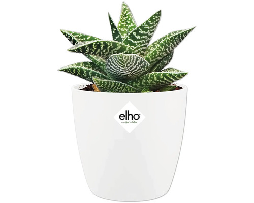 Gasteria im weißen Topf mit Elho Logo