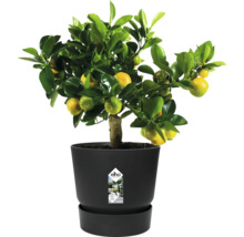 Mandarinenbaum im Topf