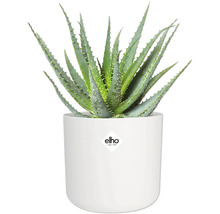 Aloe Vera Pflanze in weißem Blumentopf mit Elho Logo