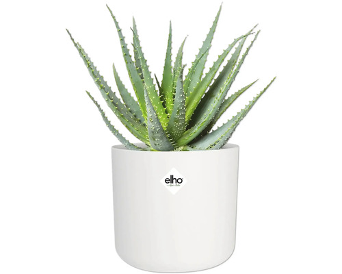 Aloe Vera Pflanze in weißem Blumentopf mit Elho Logo