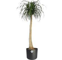 Elefantenfuß im Topf mit Elho Logo