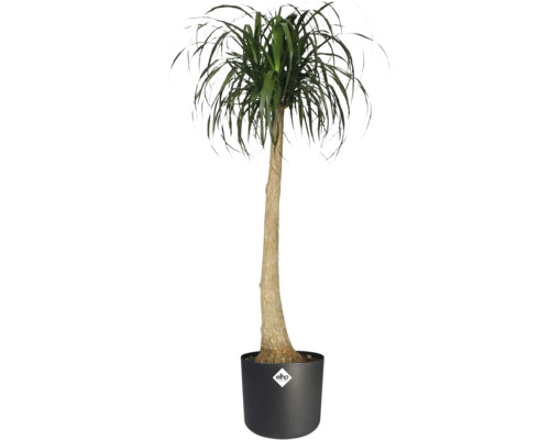 Elefantenfuß im Topf mit Elho Logo