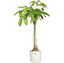 Glückskastanie im Topf mit geflochtenem Stamm