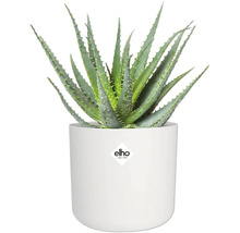 Aloe Vera Pflanze in weißem Topf mit Elho Logo