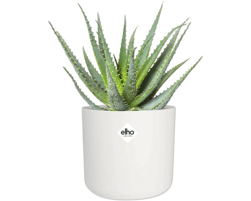 Aloe Vera Pflanze in weißem Topf mit Elho Logo