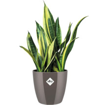 Sansevieria Zimmerpflanze im Topf mit Elho Logo