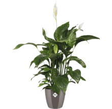 Einblatt Pflanze im Topf