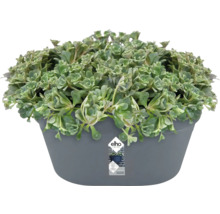 Fettblattgewächs im Topf