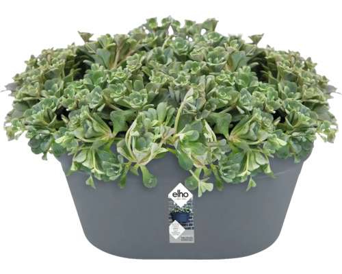 Fettblattgewächs im Topf