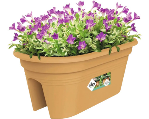 Blumenkasten mit lila Blüten