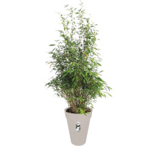 Bambuspflanze im Topf