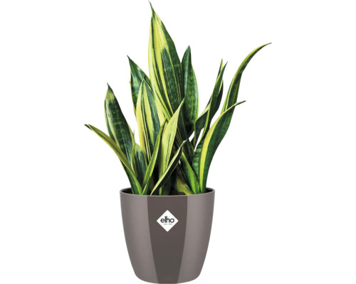 Sansevieria in einem Topf mit Elho Logo