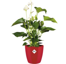 Anthurium Pflanze in rotem Topf mit Elho Logo
