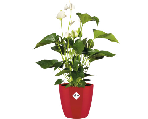 Anthurium Pflanze in rotem Topf mit Elho Logo
