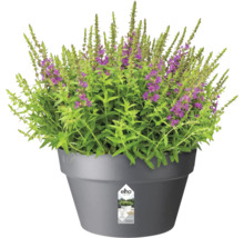 Blumentopf mit blühenden Pflanzen