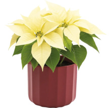 Weihnachtsstern mit gelben Hochblättern im Topf