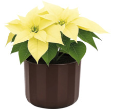 Weihnachtsstern mit gelben Hochblättern in einem Topf