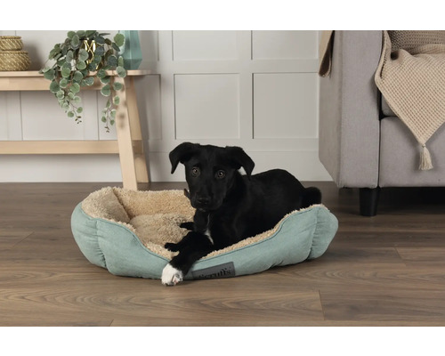 Ein schwarzer Hund liegt in einem hellblauen Hundebett mit beigem Innenfutter.